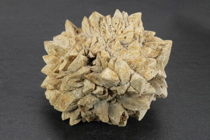 Stellate Glendonite (Calcite Pseudomorph) Cluster - Russia #247203